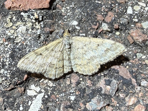 Plantain moth
