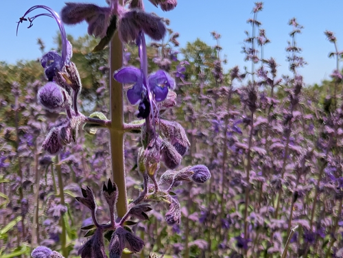 Trichostema parishii, photograph 4