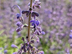 Trichostema parishii, photograph (c) Sergey, some rights reserved (CC BY)