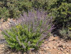 Trichostema parishii, photograph (c) Sergey, some rights reserved (CC BY)