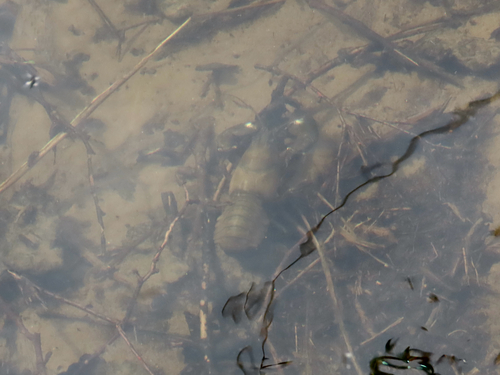 Signal Crayfish