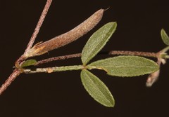 Lotononis falcata