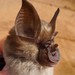 Lander's Horseshoe Bat - Photo (c) Jakob Fahr, some rights reserved (CC BY-NC), uploaded by Jakob Fahr