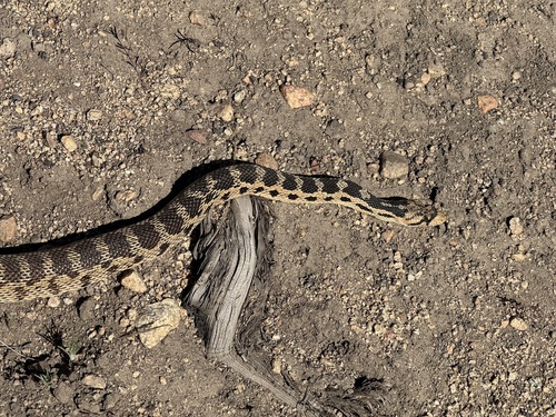 iNaturalist observation photo of Gopher Snake