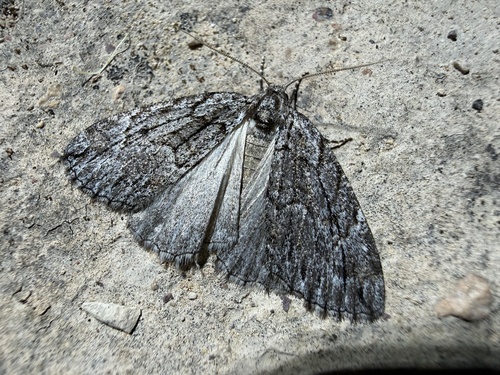 Amphicrossa hemadelpha