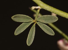 Indigofera pungens
