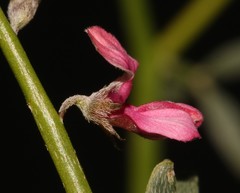 Indigofera pungens