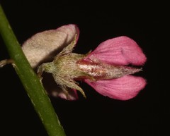 Indigofera pungens