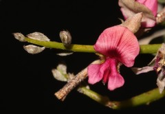 Indigofera pungens