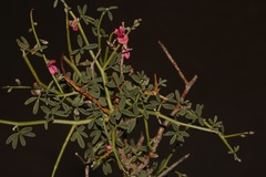 Indigofera pungens