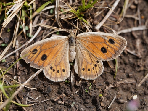 Oeneis mongolica
