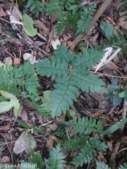 Adiantum latifolium