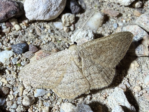 Scopula megalocentra