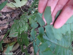Adiantum latifolium