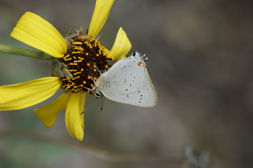 iNaturalist observation photo of Dryope Hairstreak