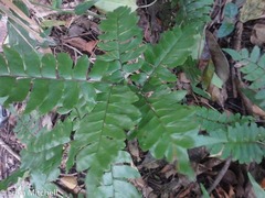 Adiantum latifolium