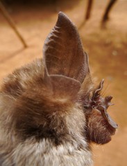 Rhinolophus landeri