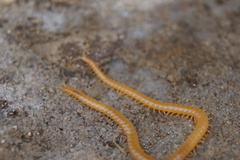Geophilus flavus