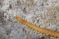 Geophilus flavus