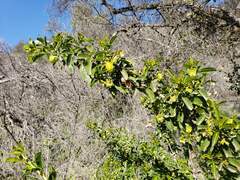 Llagunoa glandulosa, photograph (c) Cesar Ormazabal, some rights reserved (CC BY)
