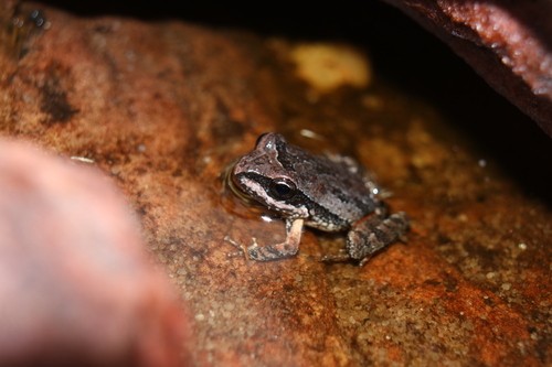 Rupirana cardosoi