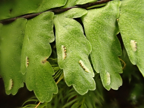 Asplenium normale, 2026-05-20