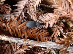 Scaphinotus angusticollis