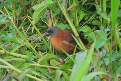 Laterallus ruber