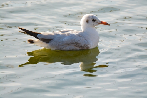 iNaturalist image