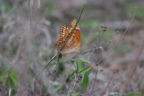 Mexican Fritillary