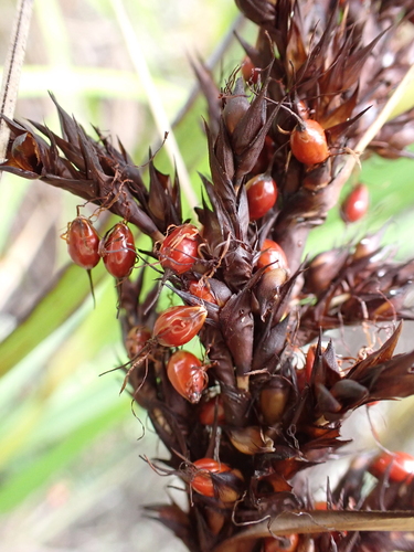 Gahnia beecheyi observed 2026-05-20