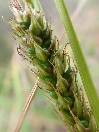 Carex wahuensis observed 2026-05-20