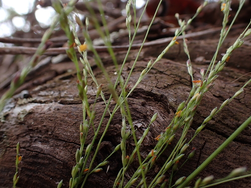 Panicum nephelophilum observed 2026-05-20