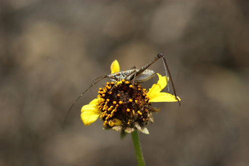 iNaturalist observation photo of Mexican Bush Katydid