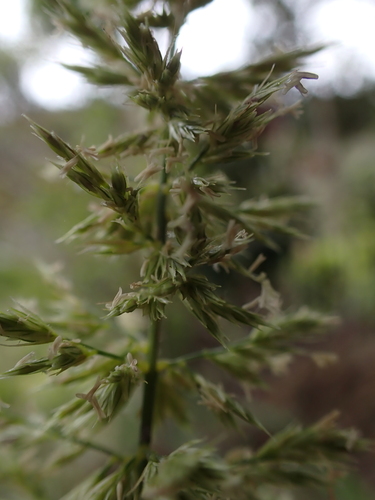 Eragrostis variabilis observed 2026-05-20