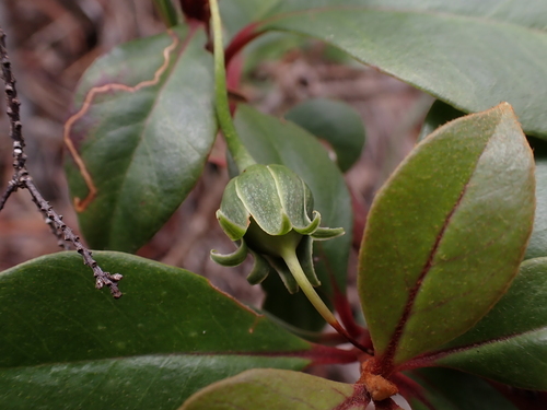 Lysimachia kalalauensis observed 2026-05-20
