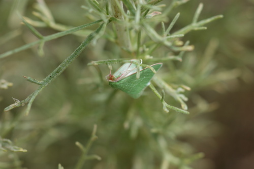 iNaturalist observation photo of Synchlora faseolaria
