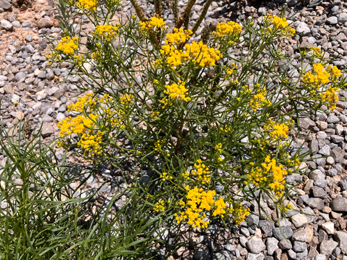 Threadleaf Glowwort