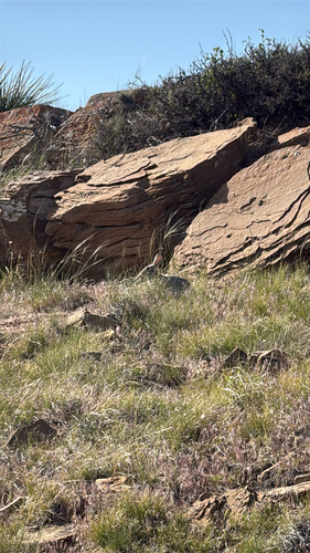 Mountain Cottontail