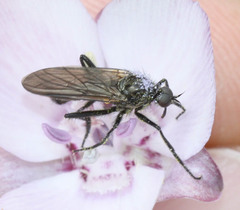 Rhamphomyia