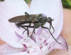 Rhamphomyia