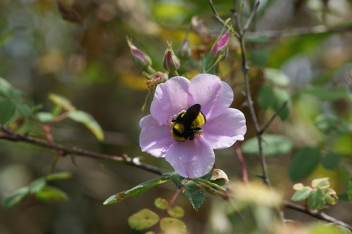 iNaturalist observation photo of Sonoran Bumble Bee