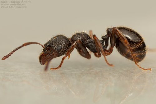 Aphaenogaster epirotesAphaenogaster epirotes