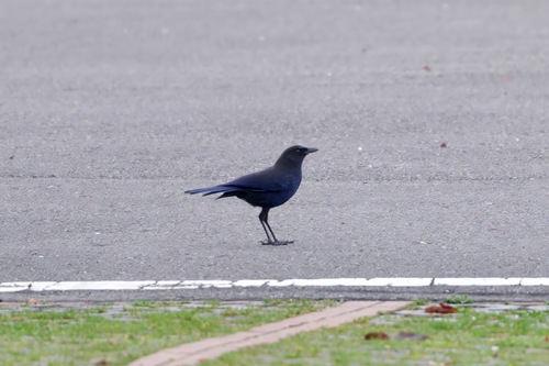 Taiwan Whistling Thrush (Myophonus insularis), photo 2