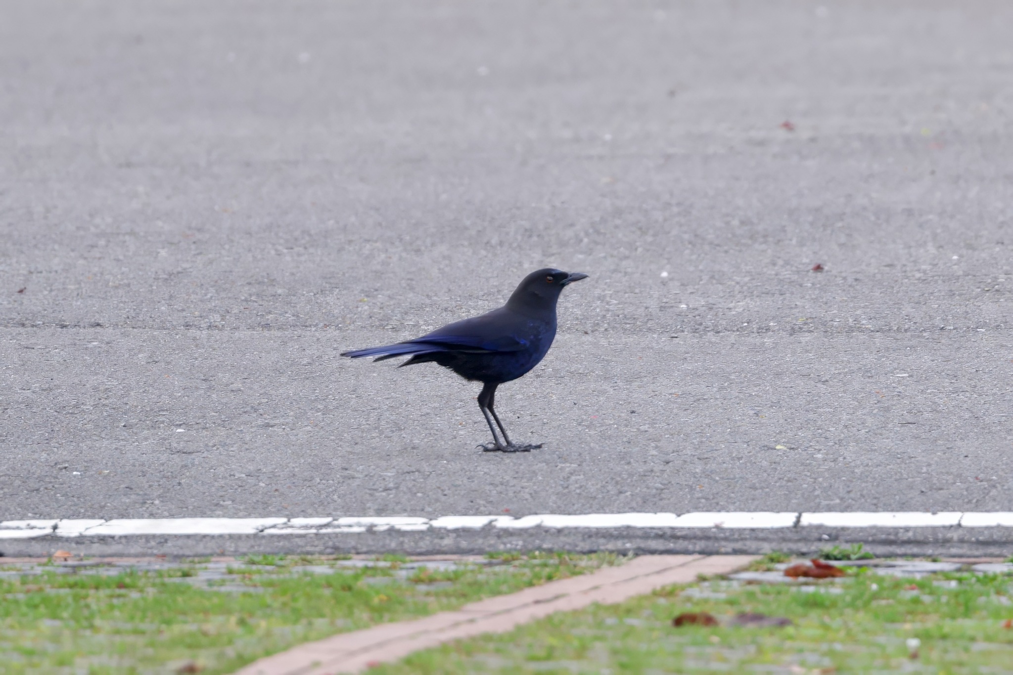 Taiwan Whistling Thrush (Myophonus insularis), photo 2