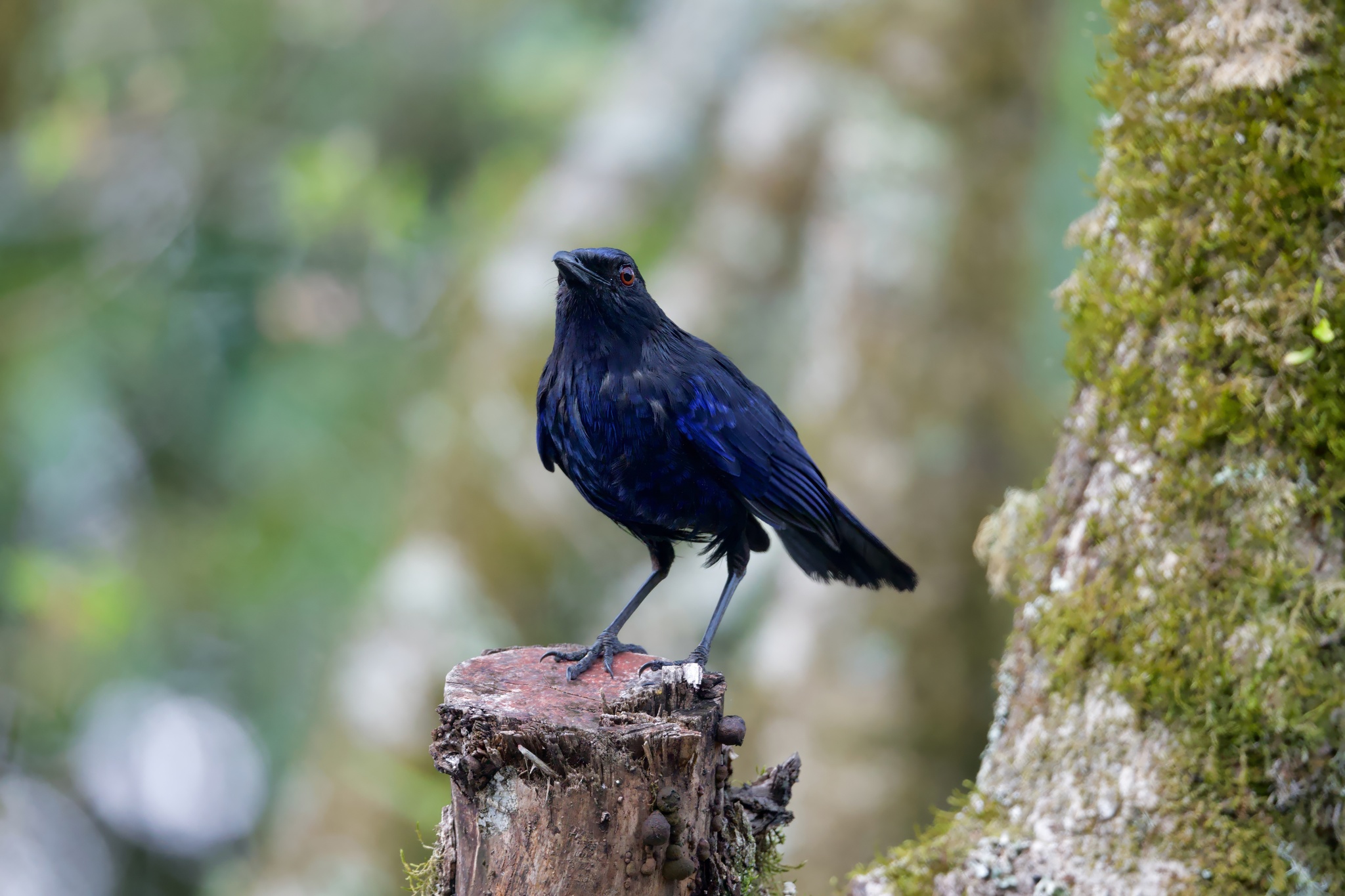 Taiwan Whistling Thrush (Myophonus insularis), photo 6