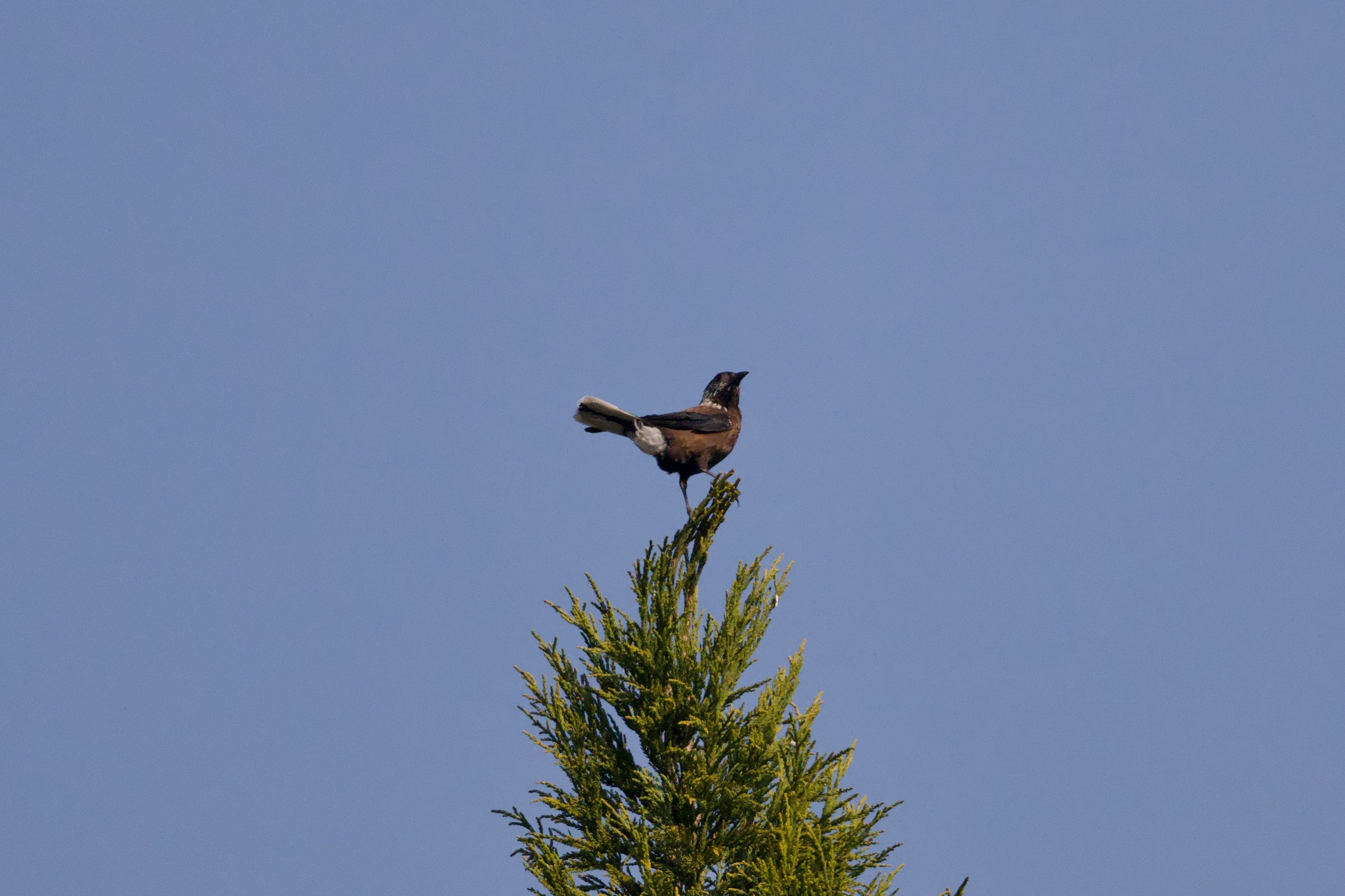 Southern Nutcracker (Nucifraga hemispila), photo 5