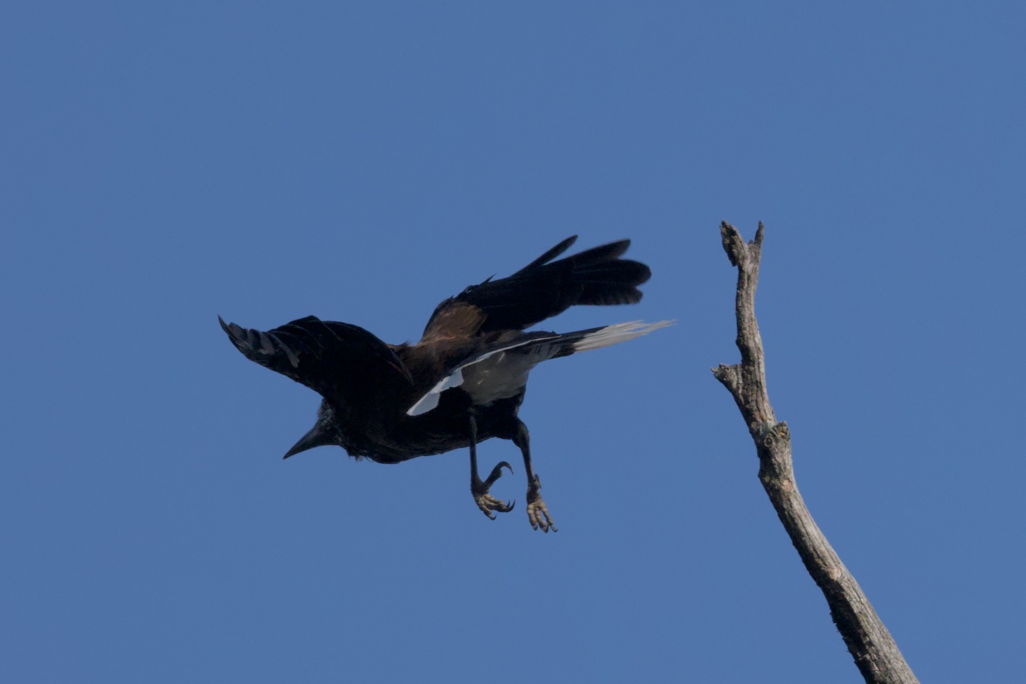 Southern Nutcracker (Nucifraga hemispila), photo 4