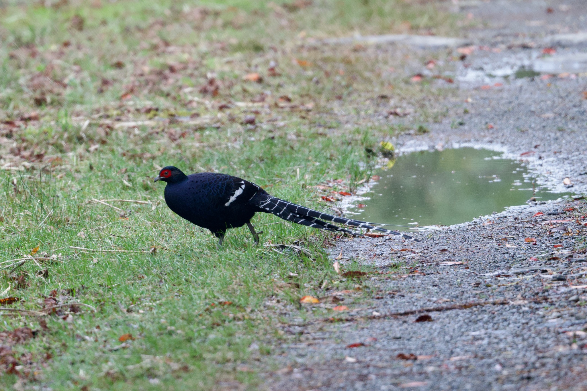 Mikado Pheasant (Syrmaticus mikado), photo 1
