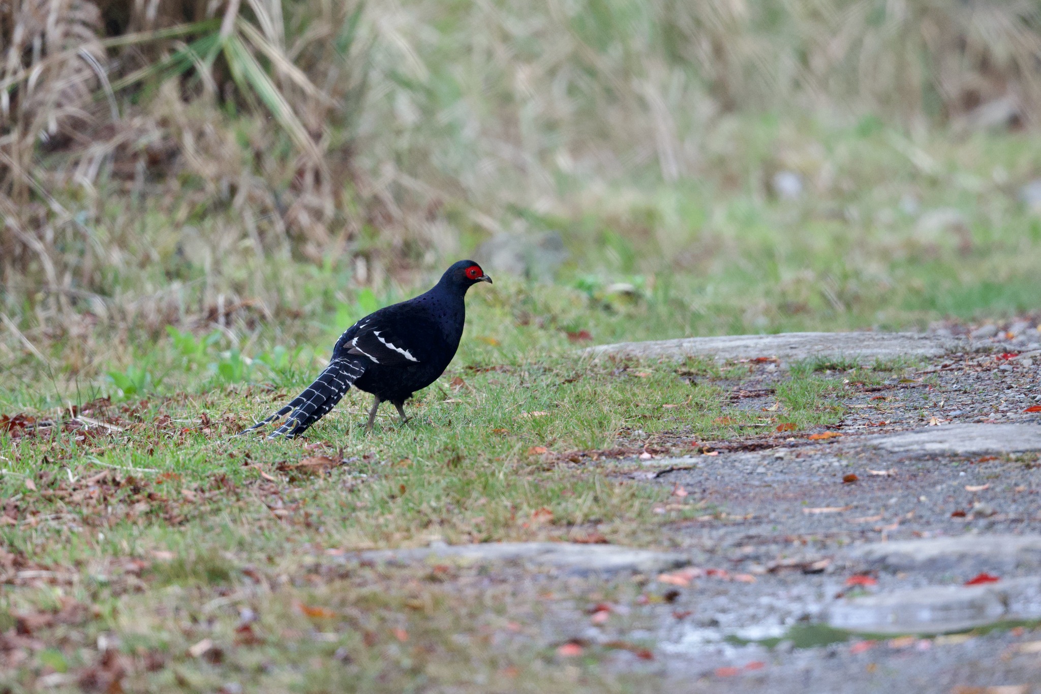Mikado Pheasant (Syrmaticus mikado), photo 2